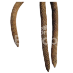 Ceylon Evertop.zip – 8